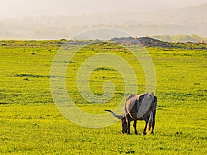 Close up shot of Texas longhorn