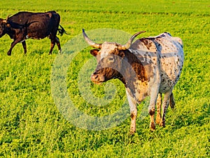 Close up shot of Texas longhorn