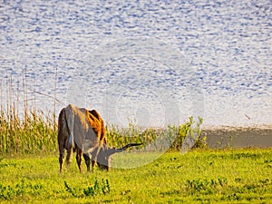 Close up shot of Texas longhorn