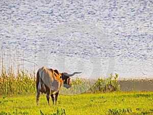 Close up shot of Texas longhorn