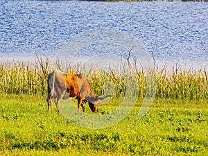 Close up shot of Texas longhorn