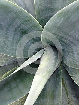 A Close Up Shot Of The Thick, Rubbery Leaves Of A Plant