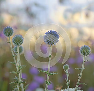 Close up shot of thorny plant