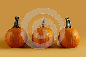 Close up shot of three classic orange pumpkin isolated on bright background as a symbol of autumnal holidays