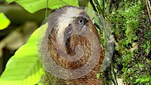 Close up shot of a Three-toed sloth