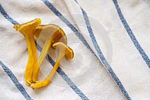 Close up shot of three Yellowfoot mushrooms (Craterellus tubaeformis), on top of a white kitchen towel