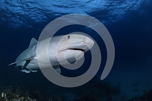 Close up Shot of Tiger Shark Swimming Gracefully in Clear Waters of Bahamas