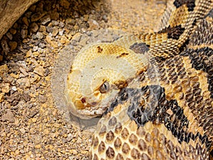 Close up shot of Timber rattlesnake