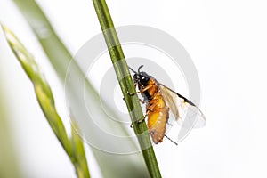 Close up shot of tiny bee on a grass blade