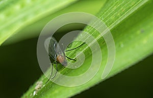 Close up shot of the tiny fungus gnat Sciara Hemerobioides fly.