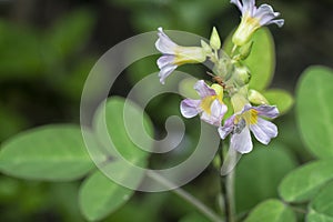 close up shot of the tiny oxalis barrelieri flower