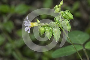 close up shot of the tiny oxalis barrelieri flower