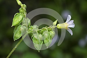 close up shot of the tiny oxalis barrelieri flower