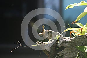Close-up shot of a tiny tree lizard hanging on the broken wood.