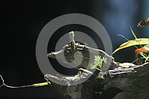 Close-up shot of a tiny tree lizard hanging on the broken wood.