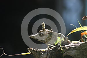 Close-up shot of a tiny tree lizard hanging on the broken wood in the natural garden.