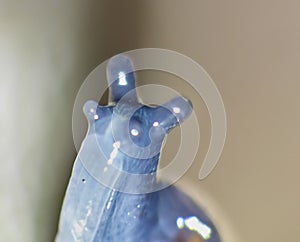 Macro Shot of Tiny Blue Snail