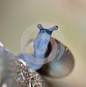 Macro Shot of Tiny Blue Snail