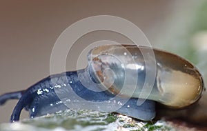 Macro Shot of Tiny Blue Snail