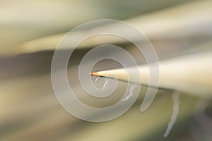 Close up shot of tip of Yucca plant leaf