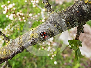 Close-up shot and top view of the couple of two adult two-spot ladybirds Adalia bipunctata red and black forms mating on a