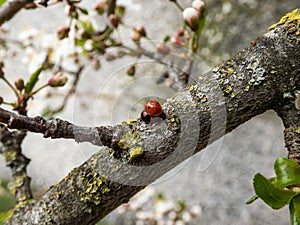 Close-up shot and top view of the couple of two adult two-spot ladybirds Adalia bipunctata red and black forms mating on a