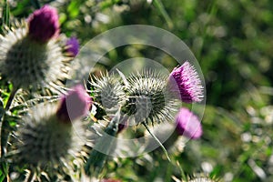 Close up shot of the traditional Scottish wild flower, the thistle, with its distinctive purple head