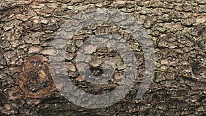 Close up shot of tree bark. Red Epic
