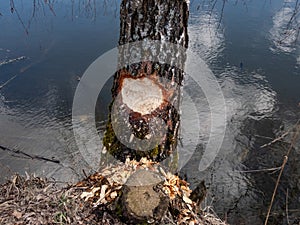 Close-up shot of a tree with beaver damage and signs on wood trunk from teeth. Tree almost cut by beaver next to water surrounded