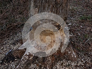 Close-up shot of a tree with beaver damage and signs on wood trunk from teeth. Tree almost cut by beaver next to water surrounded