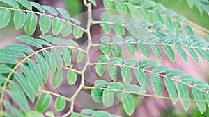 Close-up shot of tree branch