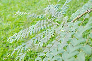 Close-up shot of tree branch