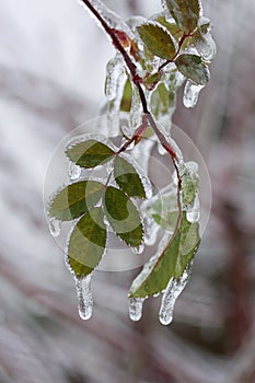 Close up shot of a tree branch with green leafs covered with ice after freezing rain storm.