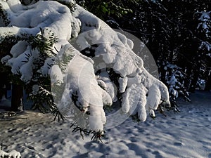 Close-up of shot of tree branches covered and holding large amounts of snow in a park in winter