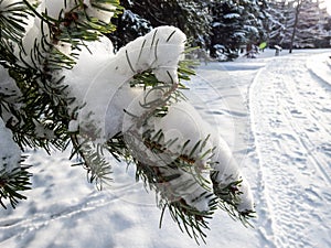 Close-up of shot of tree branches covered and holding large amounts of snow in a park in winter