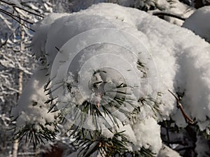 Close-up shot of the tree branches with green needles covered with large amounts of snow