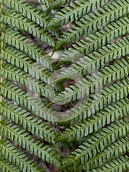 Close up shot of tree fern leaves
