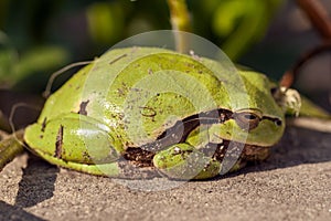 Close up shot of a tree frog