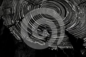 A close-up shot of a tree stump against a neutral background