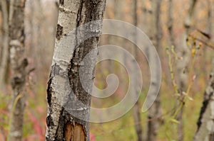 Autumn Birch tree trunk close up