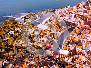 Seagulls flying over Conch shells