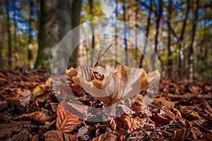 Close-up shot of a trooping funnel growing in the autumn forest ground photo