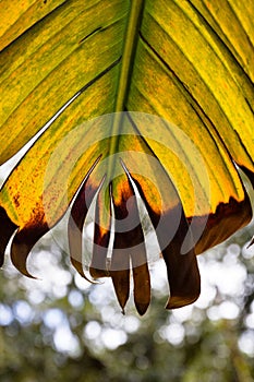 Close up shot of a tropical plant in Acores, Ilha Sao Miguel, Portugal