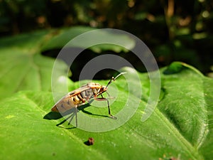 Close up shot of True bugs