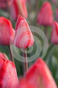 Close up shot of tulip