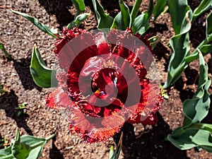 Close-up shot of the Tulip Bastia that bears fully double, cup-shaped golden yellow flowers flushed with mahogany red and adorned