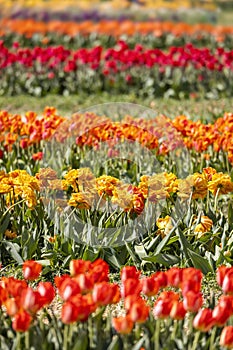 Close up shot of Tulip flowers