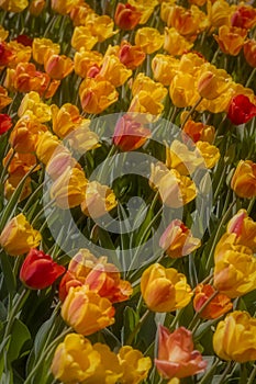 Close up shot of colorful Tulip flowers