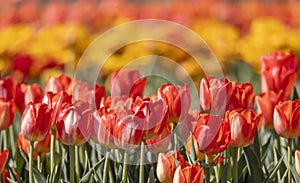 Close up shot of Tulip flowers in the garden