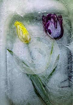 Close-up shot of tulips